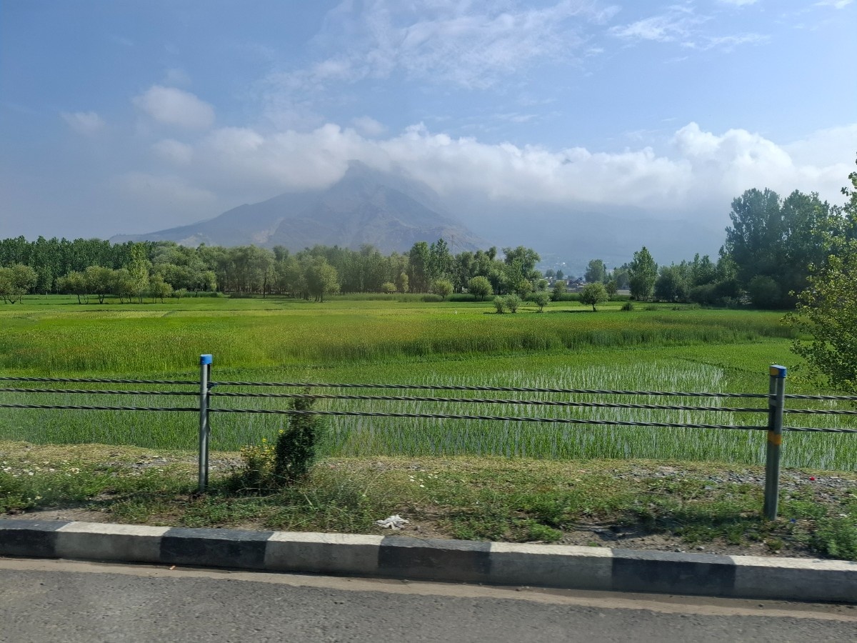 rice fields